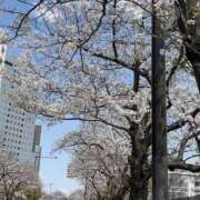 ヒメ日記 2025/04/04 13:34 投稿 ミント かぐや姫