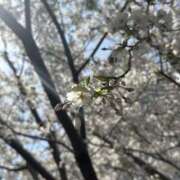 ヒメ日記 2025/04/14 15:23 投稿 ミント かぐや姫