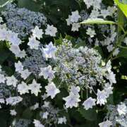 ヒメ日記 2025/06/24 17:33 投稿 ミント かぐや姫