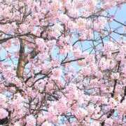 桜(さくら) ありがとうございました(⁠人⁠ ⁠•͈⁠ᴗ⁠•͈⁠) かぐや姫