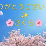 ヒメ日記 2025/01/26 23:38 投稿 桜(さくら) かぐや姫