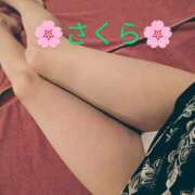 ヒメ日記 2025/03/11 17:37 投稿 桜(さくら) かぐや姫