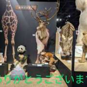 ヒメ日記 2025/04/14 20:35 投稿 桜(さくら) かぐや姫