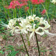 ヒメ日記 2025/09/30 14:14 投稿 菊池 かぐや姫