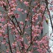 影山 ありがとうございました 熟女の風俗最終章　鶯谷店