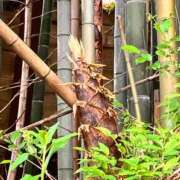 ヒメ日記 2025/05/07 10:28 投稿 なつみ セクシーキャット 小田原店