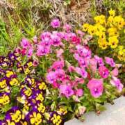 ヒメ日記 2025/05/14 15:31 投稿 なつみ セクシーキャット 小田原店