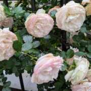 ヒメ日記 2025/05/19 21:58 投稿 柊りお プランタン大塚