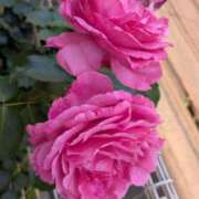 ヒメ日記 2025/06/07 22:36 投稿 柊りお プランタン大塚