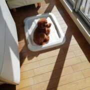 ヒメ日記 2025/02/10 15:28 投稿 永野みかさ プランタン大塚