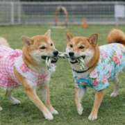 ヒメ日記 2026/03/12 06:23 投稿 ちひろ 素人ぶっかけ〇〇取手店