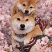 ヒメ日記 2026/04/10 20:45 投稿 ちひろ 素人ぶっかけ〇〇取手店