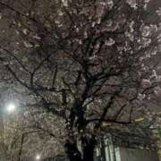 ヒメ日記 2025/04/02 10:42 投稿 あみ 花夫人