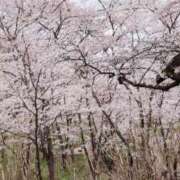 ヒメ日記 2025/04/14 14:13 投稿 あみ 花夫人