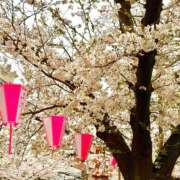 ヒメ日記 2025/03/31 18:53 投稿 松永仁美(まつながひとみ) 鶯谷ナンバーワン