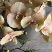 ヒメ日記 2025/01/08 00:56 投稿 ゆりこ TSUBAKI（水戸）