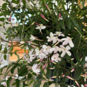 ヒメ日記 2025/03/23 08:42 投稿 ゆりこ TSUBAKI（水戸）