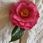 ヒメ日記 2025/04/21 09:17 投稿 ゆりこ TSUBAKI（水戸）