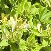 ヒメ日記 2025/05/16 19:41 投稿 ゆりこ TSUBAKI（水戸）