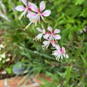 ヒメ日記 2025/05/18 10:38 投稿 ゆりこ TSUBAKI（水戸）