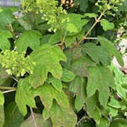 ヒメ日記 2025/05/18 10:48 投稿 ゆりこ TSUBAKI（水戸）