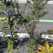 ヒメ日記 2025/05/20 12:45 投稿 ゆりこ TSUBAKI（水戸）