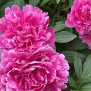 ヒメ日記 2025/05/25 10:24 投稿 ゆりこ TSUBAKI（水戸）