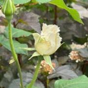 ヒメ日記 2025/05/25 10:36 投稿 ゆりこ TSUBAKI（水戸）