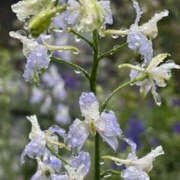 ヒメ日記 2025/05/25 12:32 投稿 ゆりこ TSUBAKI（水戸）