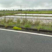 ヒメ日記 2025/05/27 00:27 投稿 ゆりこ TSUBAKI（水戸）