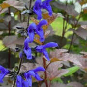 ヒメ日記 2025/05/29 06:43 投稿 ゆりこ TSUBAKI（水戸）