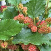 ヒメ日記 2025/05/29 06:57 投稿 ゆりこ TSUBAKI（水戸）