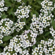 ヒメ日記 2025/05/29 21:56 投稿 ゆりこ TSUBAKI（水戸）