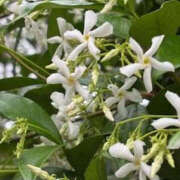 ヒメ日記 2025/05/31 06:34 投稿 ゆりこ TSUBAKI（水戸）