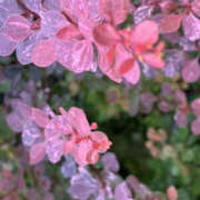 ヒメ日記 2025/05/31 06:45 投稿 ゆりこ TSUBAKI（水戸）