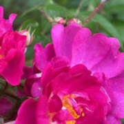 ヒメ日記 2025/06/01 18:19 投稿 ゆりこ TSUBAKI（水戸）