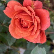 ヒメ日記 2025/06/02 14:34 投稿 ゆりこ TSUBAKI（水戸）