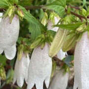 ヒメ日記 2025/06/02 16:05 投稿 ゆりこ TSUBAKI（水戸）