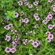 ヒメ日記 2025/06/03 06:09 投稿 ゆりこ TSUBAKI（水戸）