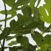 ヒメ日記 2025/06/03 06:23 投稿 ゆりこ TSUBAKI（水戸）