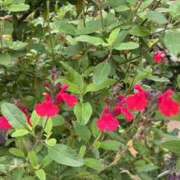 ヒメ日記 2025/06/05 02:27 投稿 ゆりこ TSUBAKI（水戸）