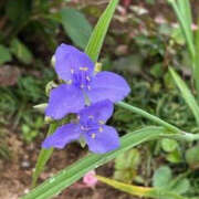 ヒメ日記 2025/06/05 07:02 投稿 ゆりこ TSUBAKI（水戸）