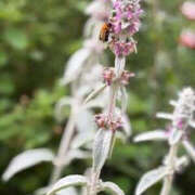 ヒメ日記 2025/06/05 11:49 投稿 ゆりこ TSUBAKI（水戸）