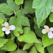 ヒメ日記 2025/06/07 12:34 投稿 ゆりこ TSUBAKI（水戸）