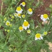 ヒメ日記 2025/06/07 14:36 投稿 ゆりこ TSUBAKI（水戸）
