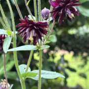 ヒメ日記 2025/06/08 22:07 投稿 ゆりこ TSUBAKI（水戸）