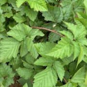 ヒメ日記 2025/06/09 03:51 投稿 ゆりこ TSUBAKI（水戸）