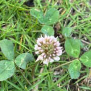ヒメ日記 2025/06/09 14:29 投稿 ゆりこ TSUBAKI（水戸）