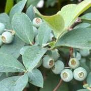 ヒメ日記 2025/06/09 14:39 投稿 ゆりこ TSUBAKI（水戸）