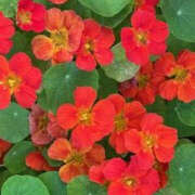 ヒメ日記 2025/06/10 12:49 投稿 ゆりこ TSUBAKI（水戸）